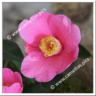 Camellia Hybride 'Koto-no-kaori'