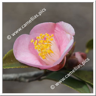 Camellia Hybride 'Koto-no-kaori'