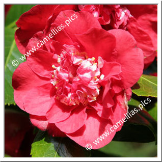 Camellia Japonica 'Kramer's Beauty'