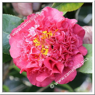 Camellia Japonica 'Kramer's Beauty'