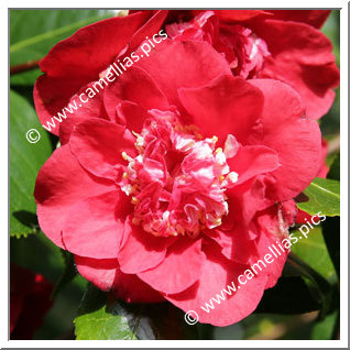 Camellia Japonica 'Kramer's Beauty'