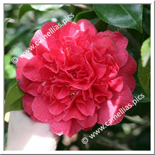 Camellia Japonica 'Kramer's Supreme'