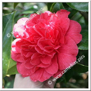 Camellia Japonica 'Kramer's Supreme'