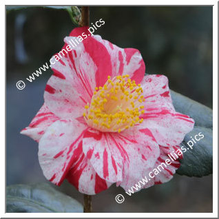 Camellia Japonica 'Kranenflamme'
