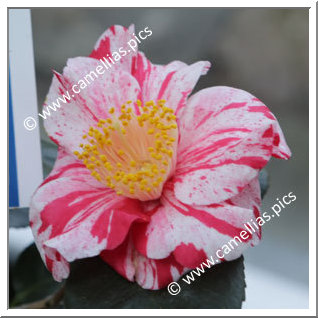 Camellia Japonica 'Kranenflamme'