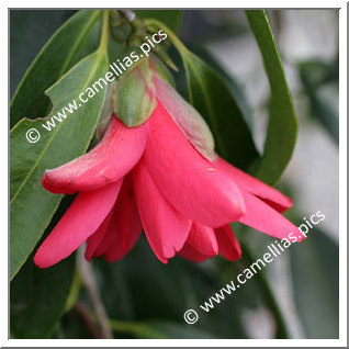 Camellia Japonica 'Kujaku'