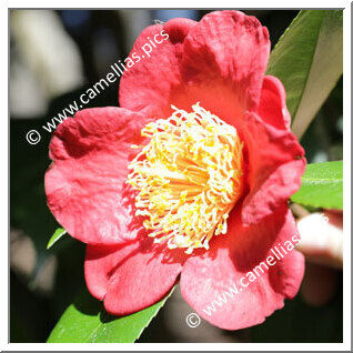 Camellia Japonica 'Kumagai'