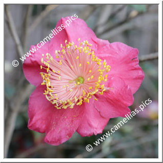 Camellia Camellia Japonica de Higo 'Kuni-no-hikari'