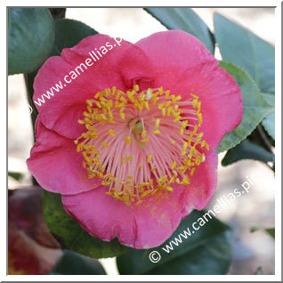 Camellia Camellia Japonica de Higo 'Kuni-no-hikari'