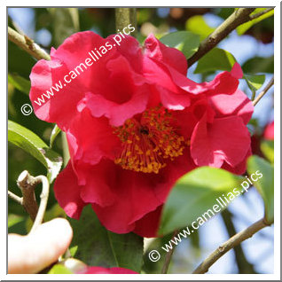 Camellia Japonica 'Kurenai'