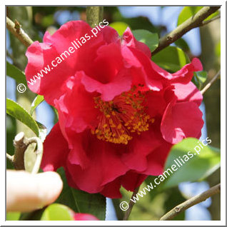 Camellia Japonica 'Kurenai'
