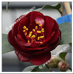 Camellia Japonica 'Kuro-tsubaki'
