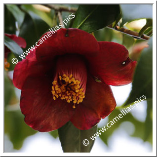 Camellia Japonica 'Kuro-wabisuke'