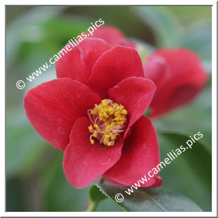 Camellia Japonica 'Kuroyuri'