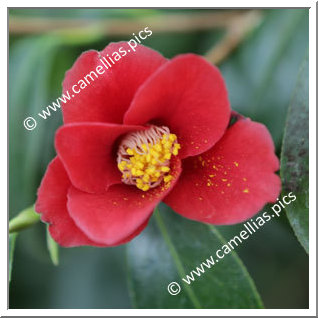 Camellia Japonica 'Kuroyuri'