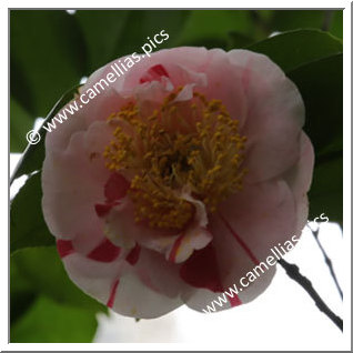 Camellia Japonica 'Kuruijishi'