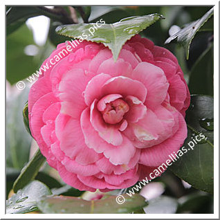 Camellia Japonica 'Kurume-benikirin'
