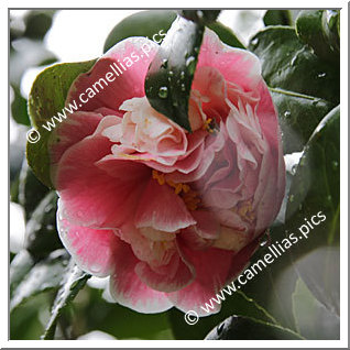 Camellia Japonica 'Kurume-genji'