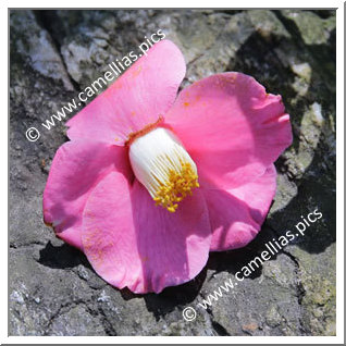 Camellia Japonica 'Kurume-goshiki-tsubaki'