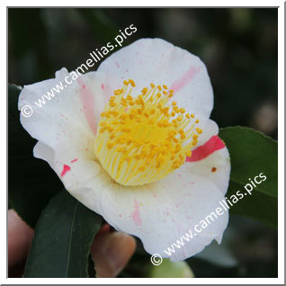 Camellia Japonica 'Kurume-kingyo'