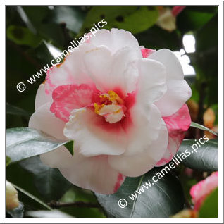 Camellia Japonica 'Kurume-mikenjaku'