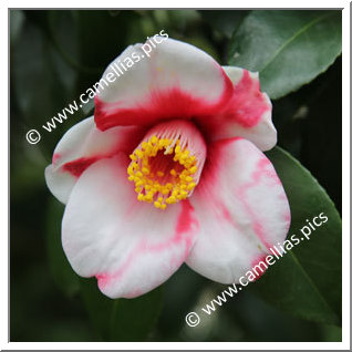 Camellia Japonica 'Kurume-shokkô'