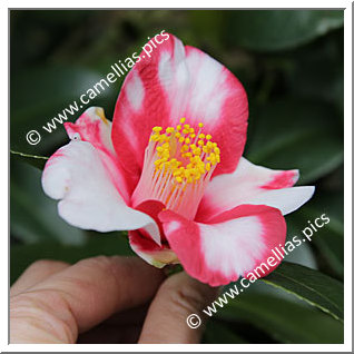 Camellia Japonica 'Kurume-shokkô'
