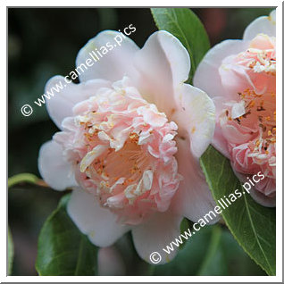 Camellia Japonica 'Kewpie Doll'