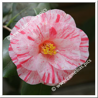 Camellia Japonica 'Kyokkô'