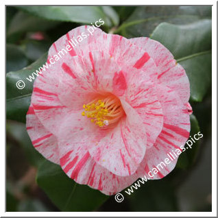 Camellia Japonica 'Kyokkô'