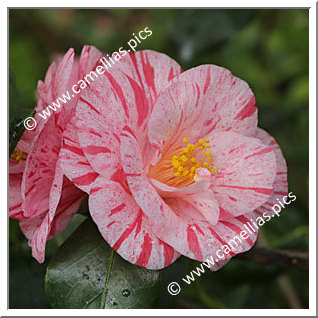 Camellia Japonica 'Kyokkô'