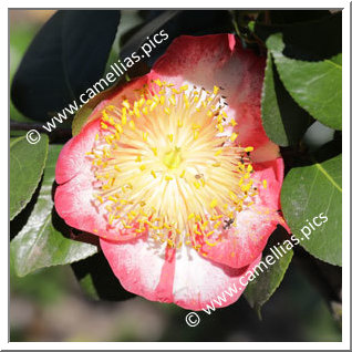 Camellia Camellia Japonica de Higo 'Kyokkô-kan'