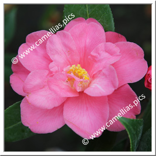 Camellia Japonica 'La Baule '