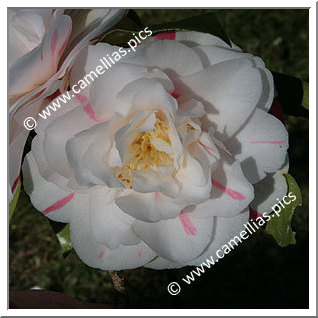 Camellia Japonica 'Souvenir de la Beaujoire'
