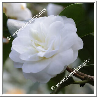 Camellia Japonica 'La Bella Vergine'