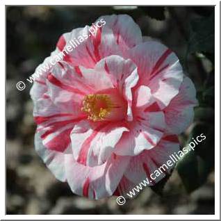 Camellia Japonica 'La Belle France'