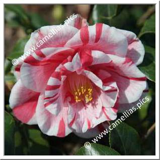 Camellia Japonica 'La Belle France'