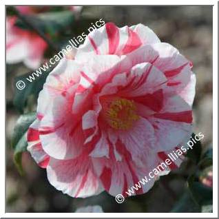 Camellia Japonica 'La Belle France'