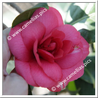 Camellia Japonica 'La Chabotterie'