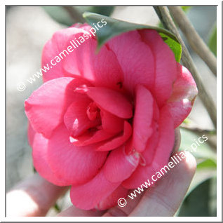 Camellia Japonica 'La Chabotterie'