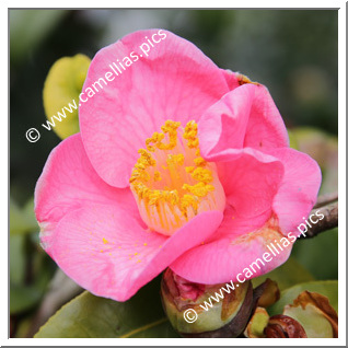 Camellia Japonica 'La Charmelière '