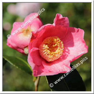 Camellia Japonica 'La Charmelière '