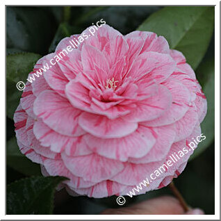 Camellia Japonica 'La Pace'