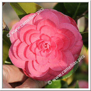 Camellia Japonica 'La Pace Rubra'