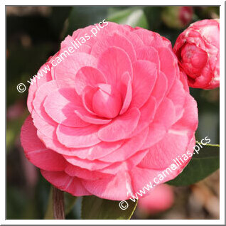 Camellia Japonica 'La Pace Rubra'