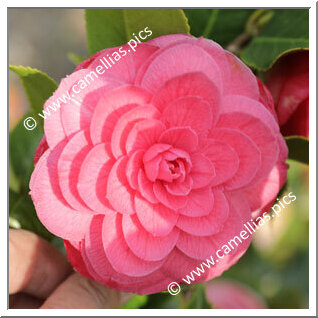 Camellia Japonica 'La Pace Rubra'