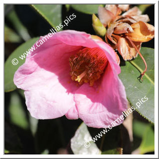 Camellia Hybride C.reticulata 'La Petite'