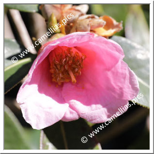 Camellia Hybride C.reticulata 'La Petite'