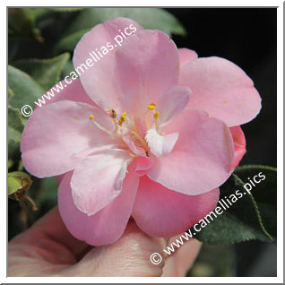 Camellia Japonica 'La Psallette'