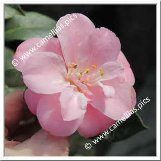 Camellia Japonica 'La Psallette'